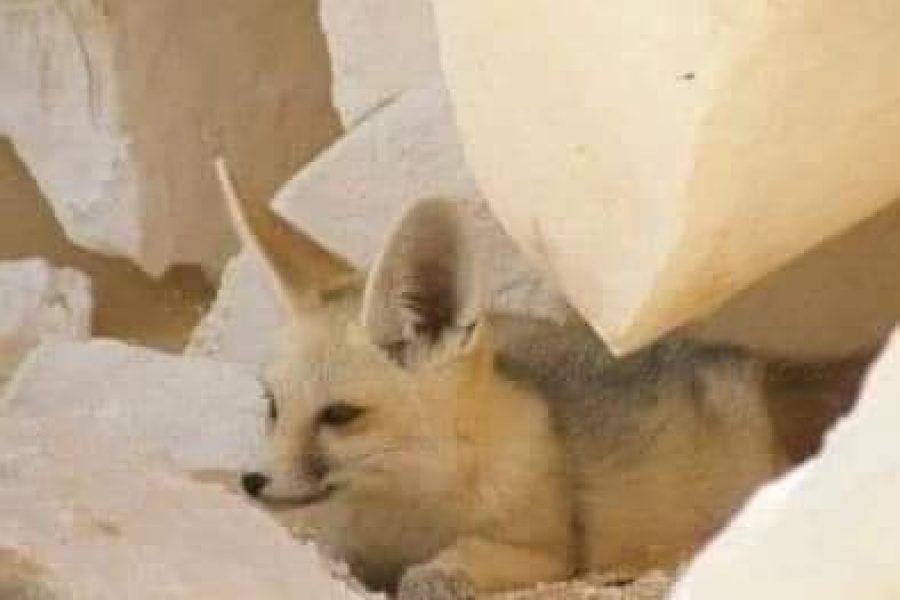 Depuis le Caire vers l’Oasis de Bahariya et le désert blanc 3 jours / 2 nuits